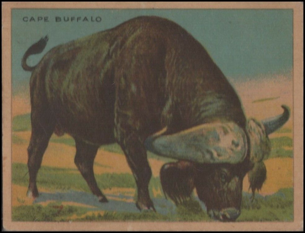 1 Cape Buffalo